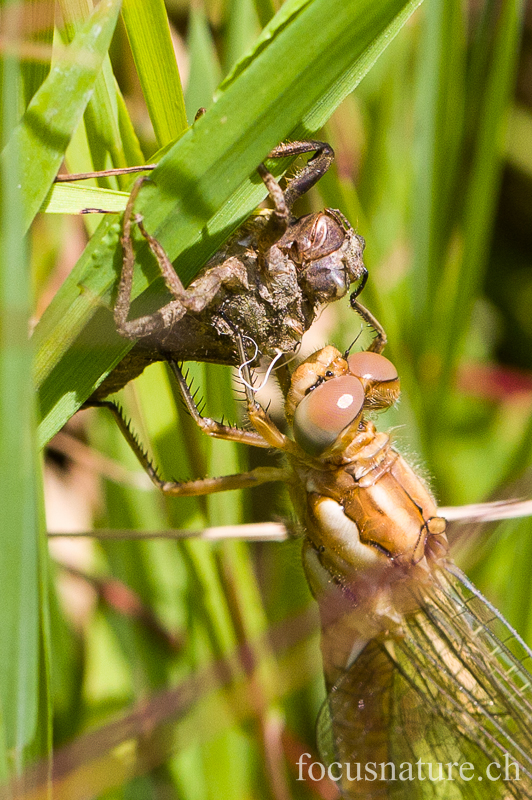 Emergence libellule 6397.jpg - Emergence de libellule, Sympetrum strié -  sympetrum striolatum, avec son exuvie (Ermitage, Genève, Suisse, juin 2013)